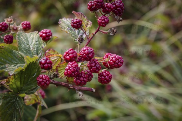 Blackberries, ripening fruit on the bush, late summer