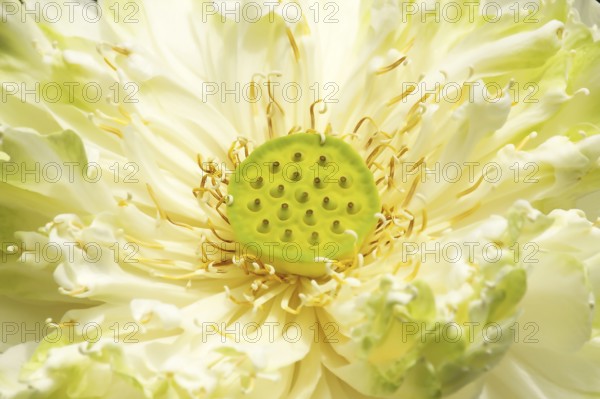 Lotus flower as background