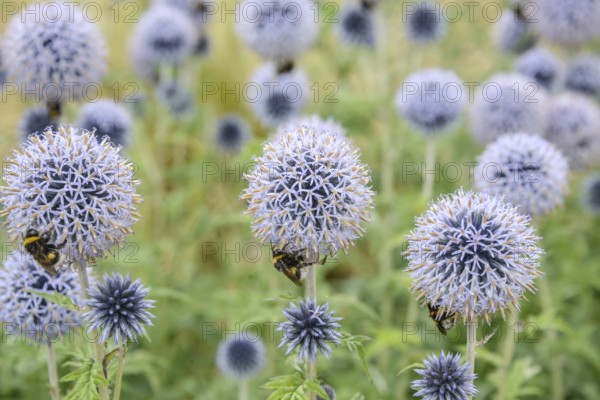 Banat globe thistle (Echinops bannaticus 'Taplow Blue'), Osnabrück University of Applied Sciences, Osnabrück, Lower Saxony, Germany, Europe