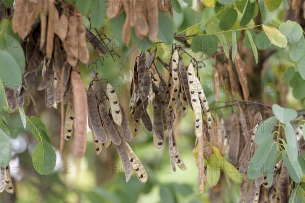 Common false acacia (Robinia pseudoacacia), Anchers Havecenter, Berlin, Berlin, Germany, Europe