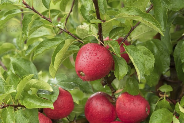 Apple (Malus domestica 'Pinova'), Bundessorteamt, testing centre Wurz, Germany, Europe