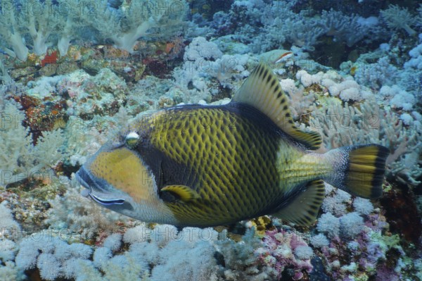 Giant triggerfish (Balistoides viridescens)
