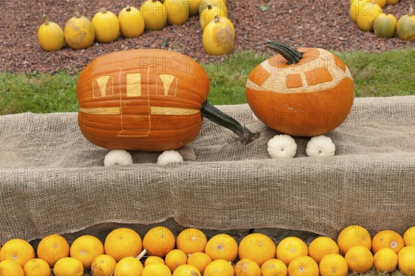 Pumpkins artistically decorated as a small train with orange and beige painting, borken, münsterland, germany