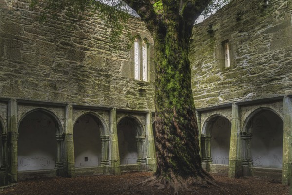 Twisted tree trunk in inner courtyard walls with arches of 15th century monastery Muckross Abbey in the Killarney National Park, Kerry, Ireland, Europe