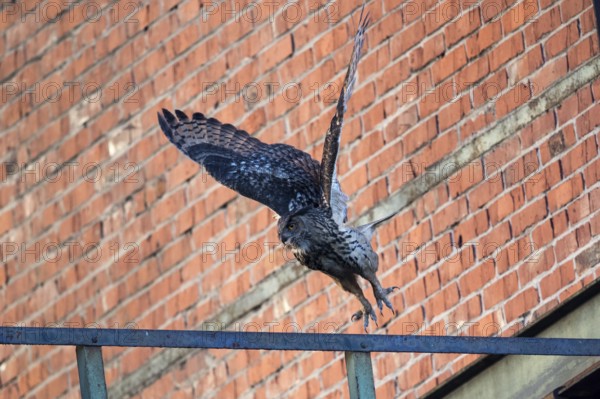 Flying eagle owl at dusk at Ewald colliery in front of bricks