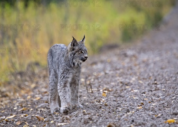 Rocky Mountain Lynx Alberta Canada Close young