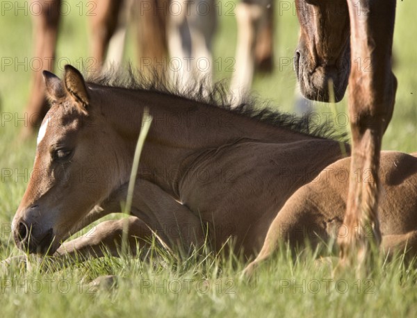 Colt newborn in field Sasktchewan Canada Mother Love