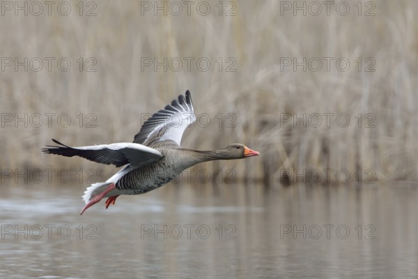 Greylag goose in flight