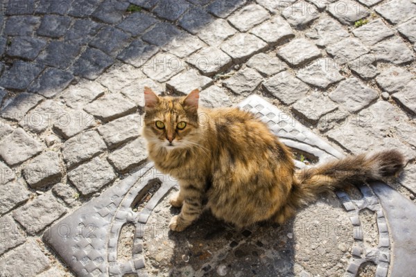 Portrait of striped cat, Stray homeless catourdoors in street