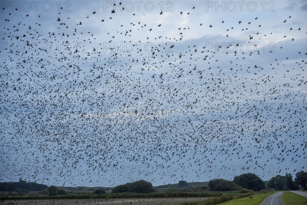 Dense flock of birds fills the sky over a rural road and green fields, starling flight at dusk on Texel, Starling, Sturnidae