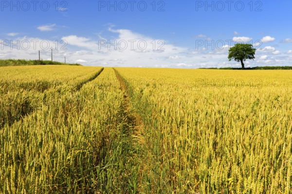 Wheat fields with spur and tree at the horizon