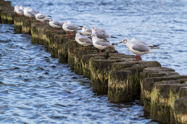 Pictures of the island of Rügen Holidays in Germany
