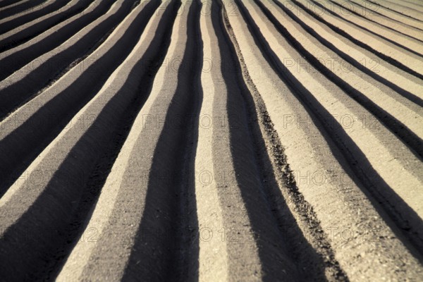 Furrows for carrot cultivation