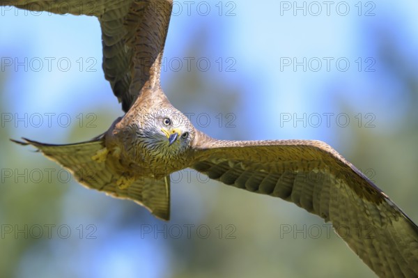 Close-up of a black kite (Milvus migrans) in flight with tense, focussed gaze in the blue sky, Kellerwald National Park, Edertal, Hesse, Germany, Europe