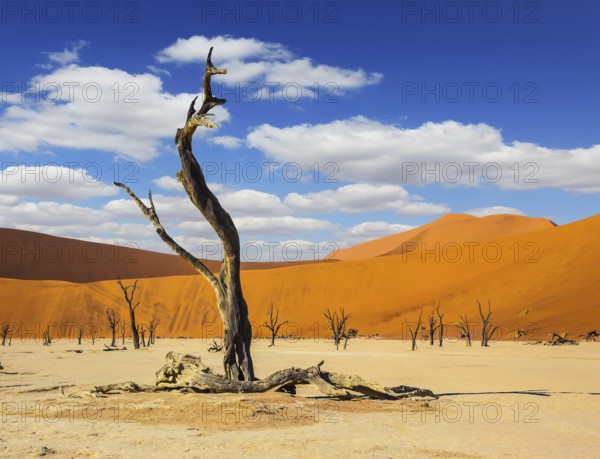 The long shadows of the evening sunset. The bottom of dry lake with dry trees in Namib-Naukluft National Park