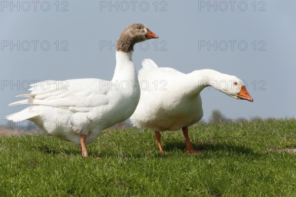 Couple gooses in Dutch landscape near the river