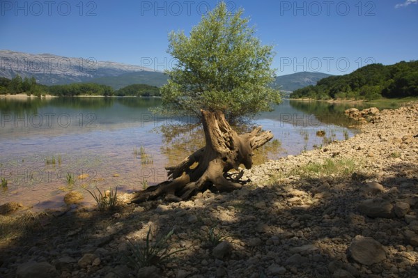 Tree stump and young tree at a clear lake with mountains in the background in sunny weather, Perucko Jezero, Dalmatia, Croatia, Europe