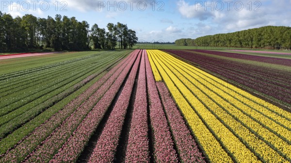 Aerial from blossoming tulip fields in the Chile near Osorno