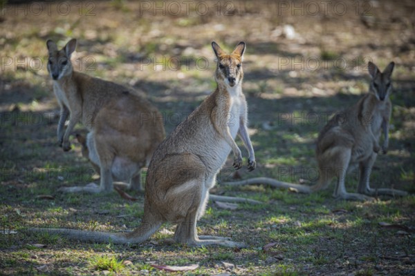 Agile Wallaby (Notamacropus agilis), Mary River National Park, Northern Territory, Australia, Oceania