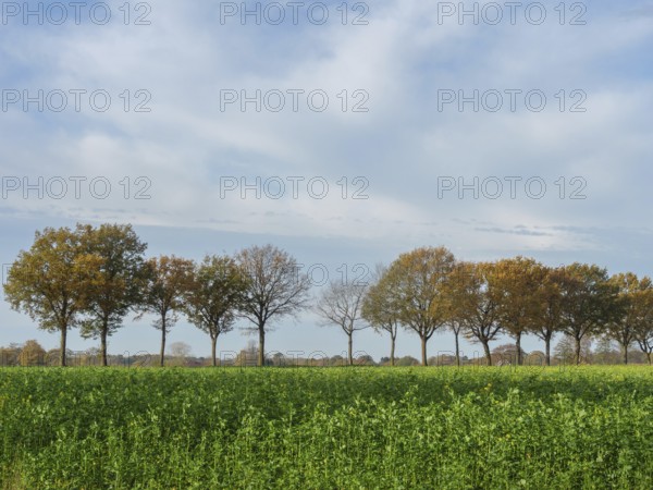A row of trees in front of a green field and a cloudy sky in soft autumn colours, weseke, borken, münsterland, Germany, Europe