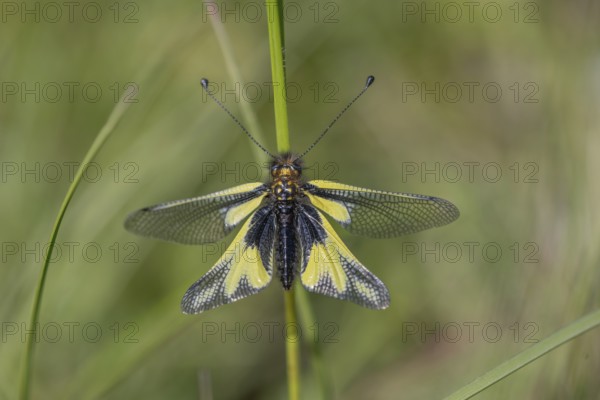 Owly sulphur Ascalaphe (Libelloides coccajus) in a meadow in spring. Kaiserstuhl, Emmendingen, Fribourg-en-Brisgau, Bade-Wurtemberg, Germany, Europe
