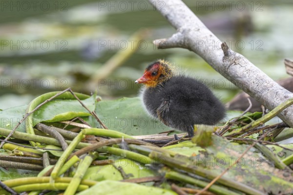 Eurasian Coot (Fulica atra) chicks waiting for food. Bas Rhin, Alsace, France, Europe