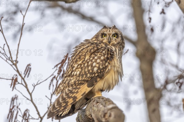 Short-eared Owl (Asio flameus) perched on a branch. Bas Rhin, Alsace, France, Europe