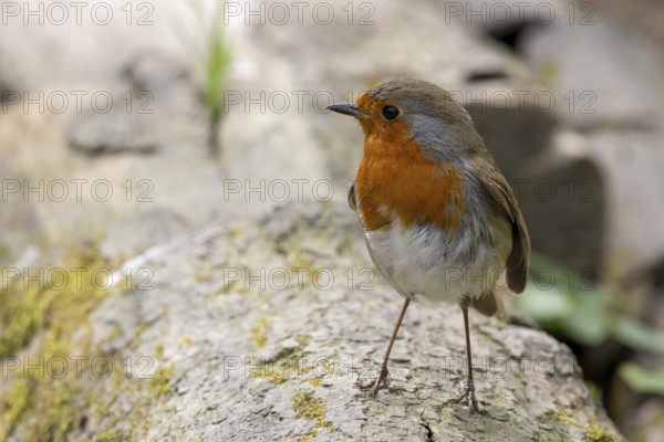 Robin standing on a log in springtime