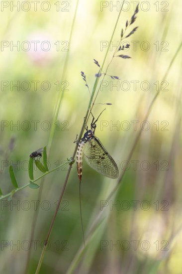 Ephemera danica (Ephemera danica), sitting on a blade of grass, Baden-Württemberg, Germany, Europe