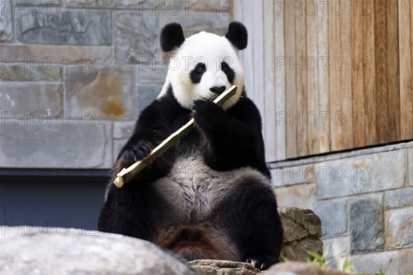 Giant Panda in a zoo environment in Australia