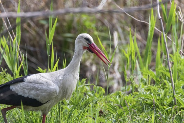 White Stork in the Nature Habitat (Ciconia ciconia)