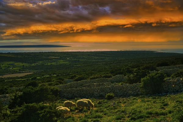 A peaceful rural landscape at sunset with sheep in a pasture and an orange sky, island of Pag, Dalmatia, Croatia, Europe