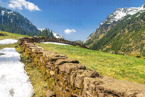 Cheerful landscape with a green meadow full of crocuses and spots of snow, in the Alps mountains from Switzerland, on a sunny day of spring