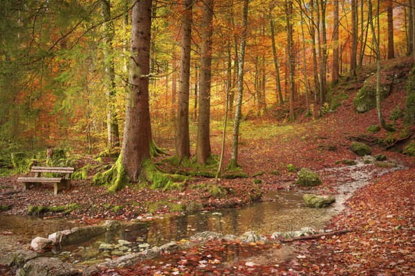 Lovely fall landscape with a wooden bench on the riverbank, surrounded by fallen autumn leaves, and colorful trees, on a sunny day of October