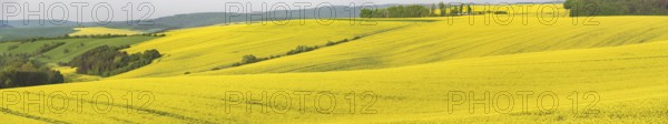 Panoramic view over the hills with the yellow rape fields from Moravia, Czech Republic, Europe