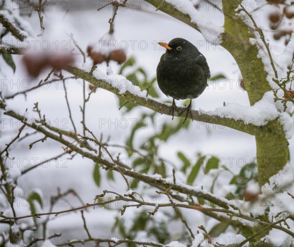 Closeup of a blackbird sitting in an apple tree