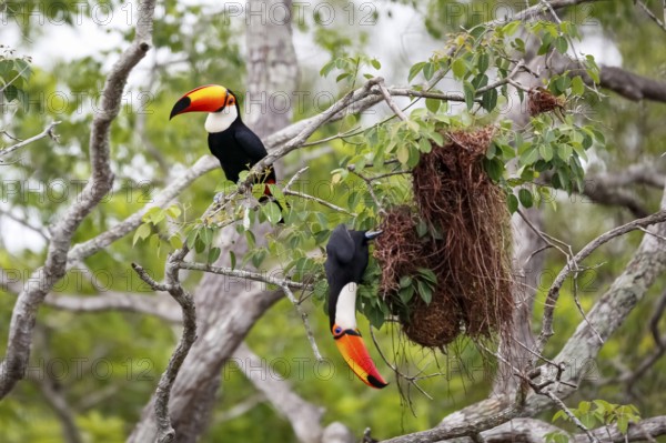 Close-up of two Toco Toucans plundering birds nest in a tree, one sitting, one hanging down, Pantanal Wetlands, Mato Grosso, Brazil, South America