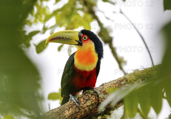 Close-up of a beautiful Red-breasted toucan perched on a tree branch, framed with green defocused leaves, Serra da Mantiqueira, Atlantic Forest, Itatiaia, Brazil, South America