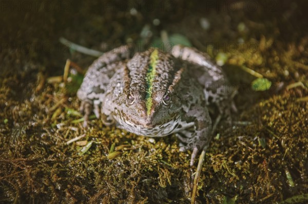 The Pool Frog Resting on the Bank of a Pond Aksakovo, Bulgaria, Europe