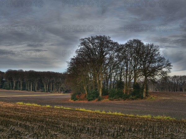 A bare grove on a wide harvested field under a cloudy sky, Reken, münsterland, germany
