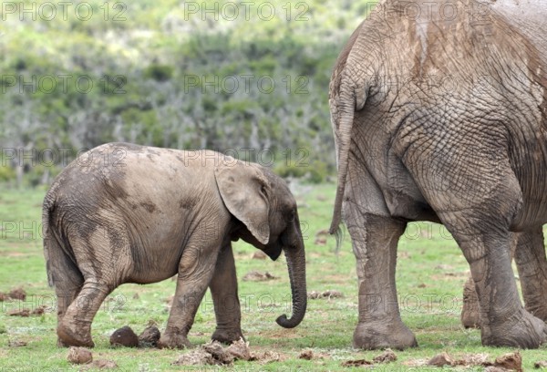 An African Elephant family in the Addo Elephant Park, South Africa, Africa