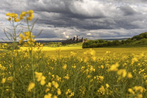 Devil's Wall near Thale in the Harz Mountains with a rape field in bloom