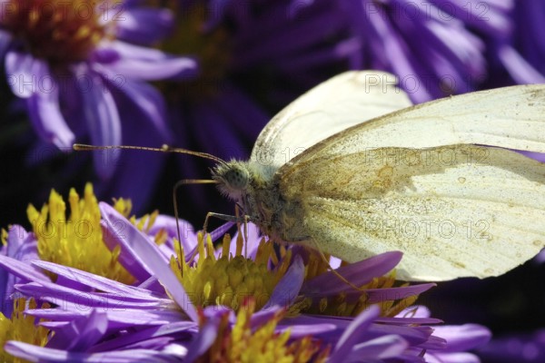 Cabbage white butterfly drinking nectar