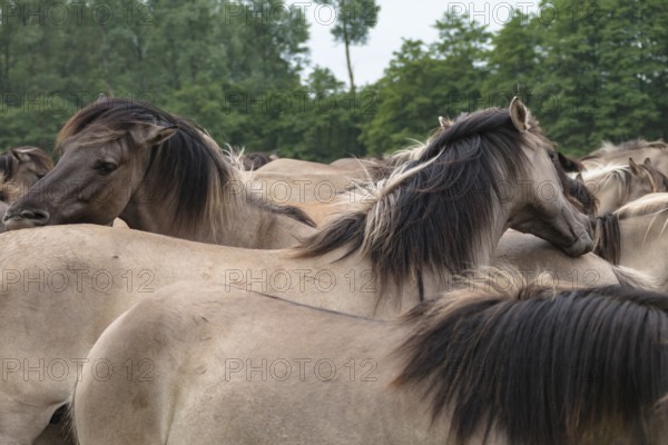 The Dülmen horses live wild near Dülmen, in the Merfelder Bruch nature reserve in North Rhine-Westphalia. The eel line on their backs is a typical feature of these wild horses. Wild live the Dülmen horses near Dülmen, in the nature reserve Merfelder Bruch, North Rhine-Westphalia. A characteristic feature of the wilds is the eel on the back