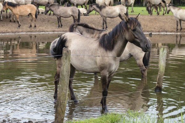 The Dülmen horses live wild near Dülmen, in the Merfelder Bruch nature reserve in North Rhine-Westphalia. The eel line on their backs is a typical feature of these wild horses. Wild live the Dülmen horses near Dülmen, in the nature reserve Merfelder Bruch, North Rhine-Westphalia. A characteristic feature of the wilds is the eel on the back