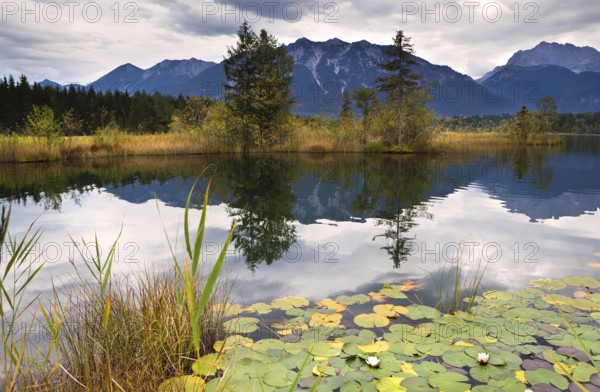 Wild water lily on Barmsee lake in Bavarian Alps