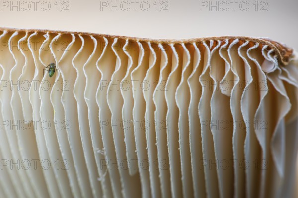 Insket on the underside of a fly agaric (Amanita muscaria, English: fly agaric, fly amanita), Gällivare, Norrbotten, Lapland, Sweden, August 2014, Europe