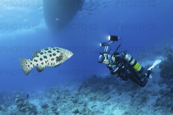 Diver photographing potato grouper, Epinephelus tukula, Cod Hole, Great Barrier Reef, Australia, Oceania