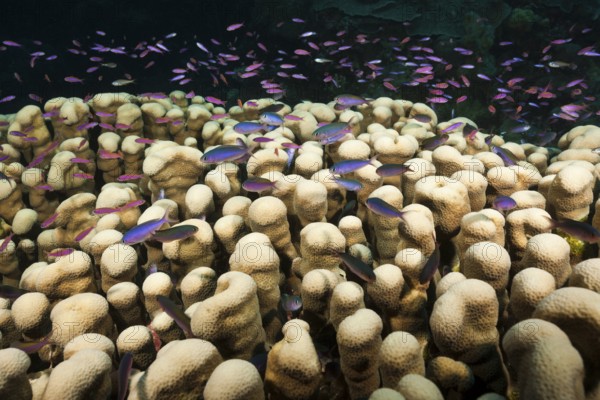 Whitley's bannerfish on the reef, Luzonichthys whitleyi, Osprey Reef, Coral Sea, Australia, Oceania