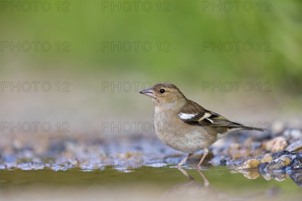 Chaffinch, (Fringilla coelebs), foraging, biotope, Wadi Darbat, Salalah, Greece, Oman, Europe